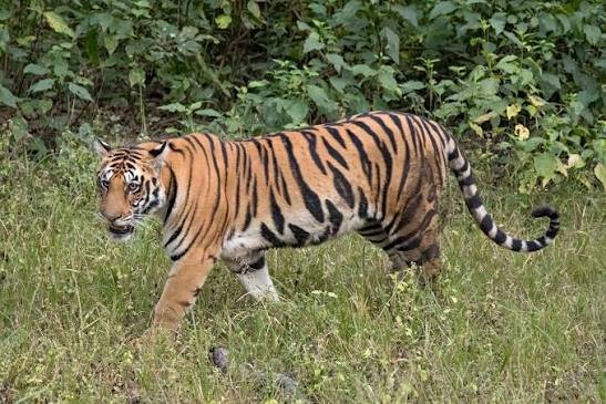  Movement of transient tiger, drifted from MS, triggers panic among villagers